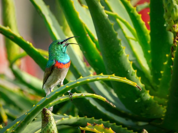 Aloe vera maroc : les produits essentiels pour votre bien-être.